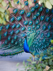 Obraz premium Majestic Peacock Displaying Its Vibrant Feather Fan