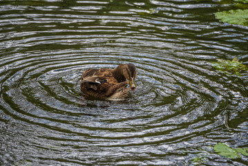 A wild beautiful duck is swimming in the pond.