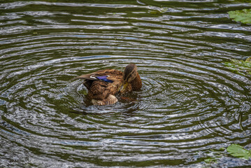 A wild beautiful duck is swimming in the pond.