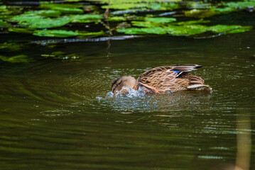A wild beautiful duck is swimming in the pond.