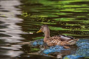 Obraz premium A wild beautiful duck is swimming in the pond.