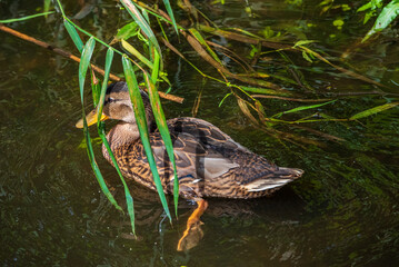 A wild beautiful duck is swimming in the pond.