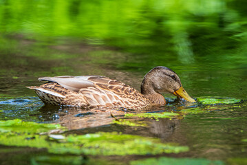 A wild beautiful duck is swimming in the pond.