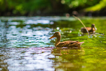 A wild beautiful duck is swimming in the pond.
