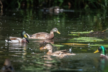 A wild beautiful duck is swimming in the pond.