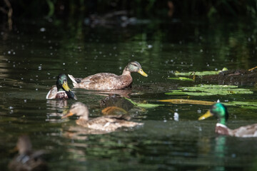 A wild beautiful duck is swimming in the pond.