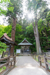 飯盛山の老杉と厳島神社