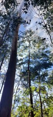 trees in the forest