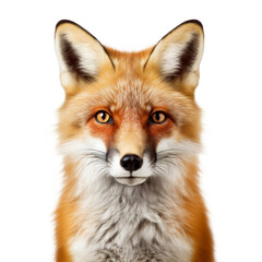 Fototapeta premium red fox isolated on white