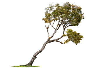 Fototapeta premium Tree isolated on white background,Syzygium antisepticum