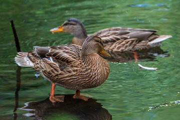 A wild beautiful duck is swimming in the pond.