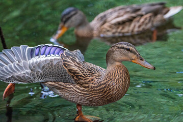 A wild beautiful duck is swimming in the pond.
