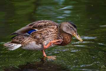 A wild beautiful duck is swimming in the pond.