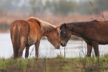 two Corolla horses nuzzling each other or smelling each other wild horses of the wild herd of...