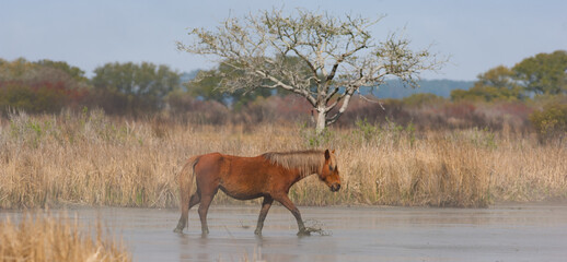 Corolla horse walking in water of the marshy area of the Outer Banks region of North Carolina, U.S.A. wild horse living on the coast of America chestnut in color with flax mane and tail horizontal