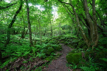 refreshing spring path in the gleaming sunlight