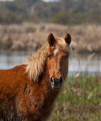 Portrait or head shot of the Corolla horse of the outer banks of North Carolina wild horse among...
