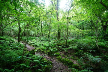 spring path through mossy rocks and old trees