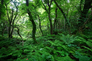 spring primeval forest with fresh ferns and old trees