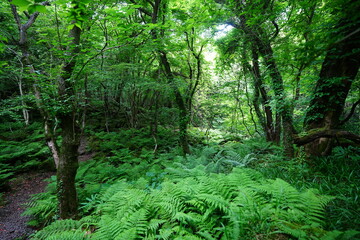 fresh ferns and fine pathway in spring forest