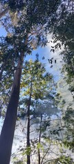 trees in the forest