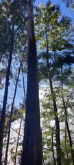 trees in the woods