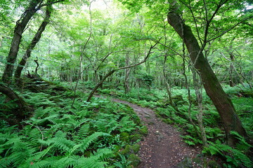 fresh ferns and fine pathway in spring forest