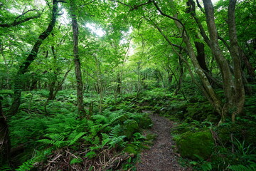 spring path through mossy rocks and old trees