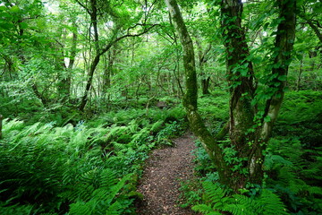 fresh ferns and fine pathway in spring forest