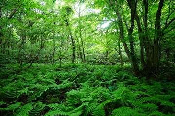 spring primeval forest with fresh ferns and old trees