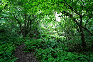 vines and mossy old trees in dense spring forest