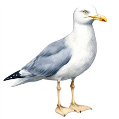 Seagull watercolor clipart illustration isolated