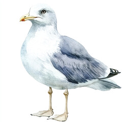 Seagull watercolor clipart illustration isolated