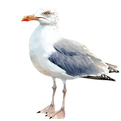 Seagull watercolor clipart illustration isolated