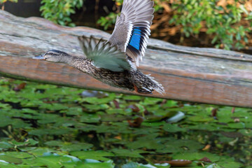 A duck is flying over a pond with green leaves