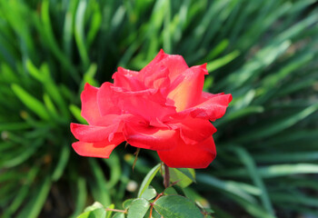 Beautiful red rose flower on a plant in a garden