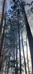 trees in the forest