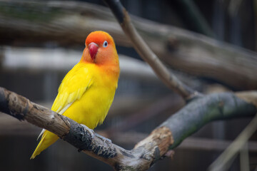 A yellow and orange bird is perched on a branch.. Fischers Lovebird