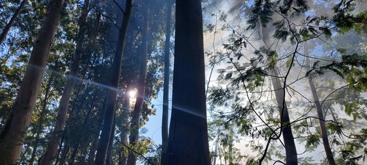 sunset in the forest