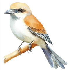 Shrike watercolor clipart illustration isolated