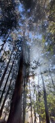 forest in the morning