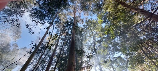 trees and sky