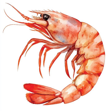 recommend clip art: Shrimp watercolor clipart illustration isolated