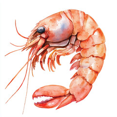 Shrimp watercolor clipart illustration isolated
