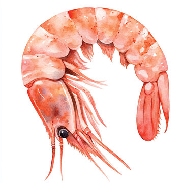 recommend clip art: Shrimp watercolor clipart illustration isolated