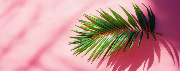 Single palm frond casting shadow on a pastel pink surface in bright sunlight, minimalist botanical art