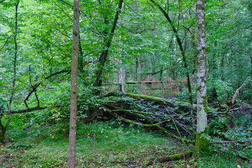 Summertime deciduous forest with broken old trees