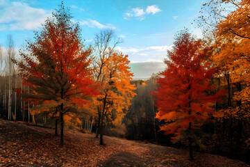 Obraz premium trees with a variety of leaf colors, such as orange and red.