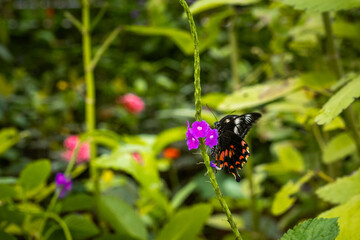 Exotic butterfly species on display in the Bannerghatta zoo and butterfly park in Karnataka India