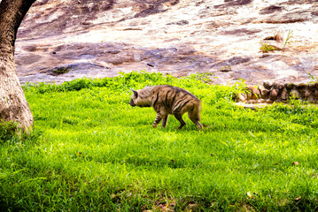 Hyenas exploring in natural habitat in Bannerghatta Biological Park in Bengaluru